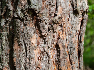 tree bark texture, close up