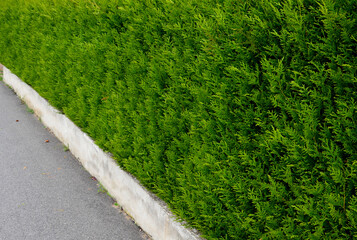 trimming a hedge of green evergreen conifers. made a green wall and separated the garden from the...