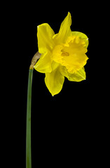 Naklejka na ściany i meble Yellow flowers daffodils Isolated on a black background close-up.