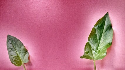 tropical plant Typhonium flagelliforme, taro plant green leaves elongated ear-shaped and has a...