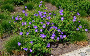 is a perennial growing to a height of 40 cm. It forms a ground rosette of leaves that can form a...