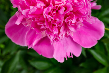Macro blooming in spring, pink delicate peony flower close-up detail of petals on a background of green grass, veins, stamens, seeds