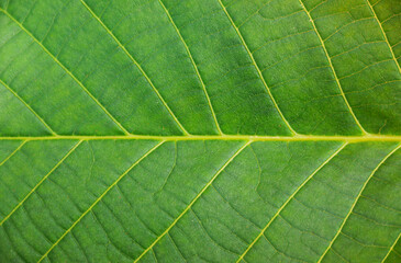 Naklejka na ściany i meble Close up leaf. Macro photography. Abstract green leaf texture, nature background, tropical leaf. The plant has a beautiful expressive structure.