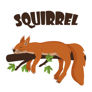 Vector image of a sleeping squirrel on a branch. Color illustration of a squirrel with text.