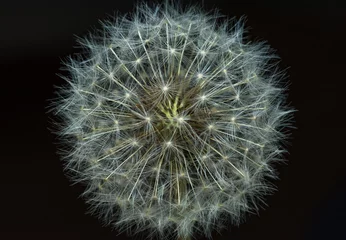 Foto op Canvas Macro close up of dandelion seed head © florin01