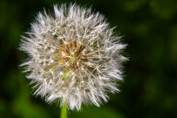Macro blooming in spring, white flower dandelion, close-up detail of petals against a background of green grass, airy stamens, seeds for flight