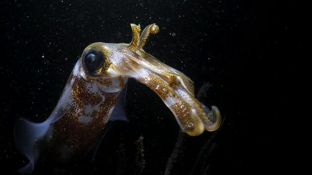 A brightly colored squid lit up by the beam of a scuba divers light hovers above a seagrass bed under the ocean surface