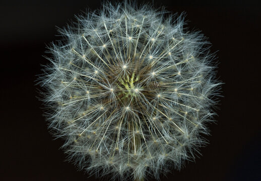 Macro close up of dandelion seed head