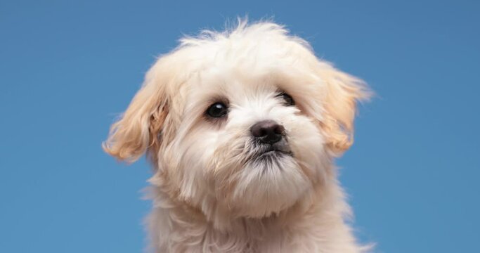 precious small bichon dog sticking out tongue and licking nose, being hungry and looking around on blue background in studio