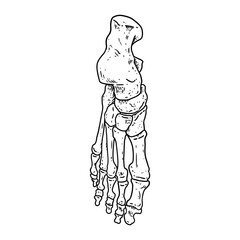 Bones of a human foot. Skeleton part anatomy lineart style image. Vector stock outline silhouette