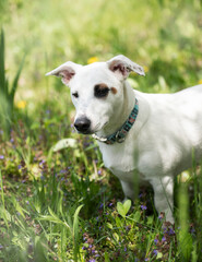 White dog breed Jack Russell Terrier