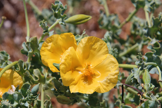 Close up of yellow hornpoppy or sea-poppy flower (Glaucium flavum) in Kos, Greece