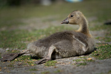 ein Grauganskücken auf der Wiese