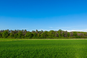 Green field under blue sky with clouds