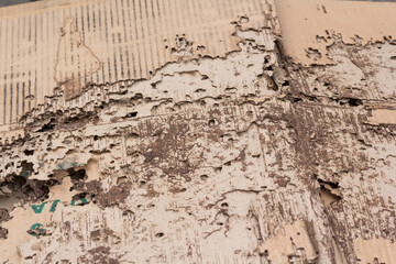 damaged brown paper packing by termites.