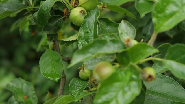 A branch of an apple tree with small young green apples. Camera movement from top to bottom. Close-up. The concept of agriculture