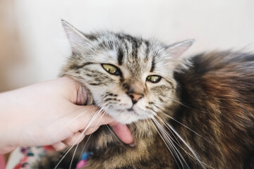 An adorable Persian cat laying down on the bed with natural light.