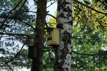 bird house on tree