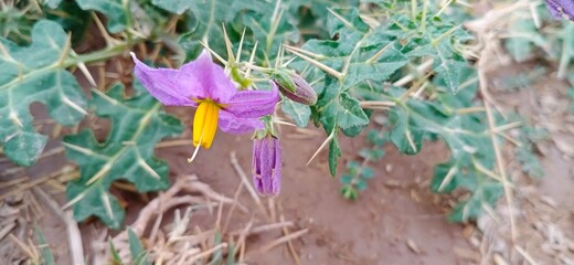 spring crocus flowers