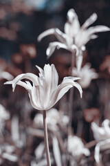 Spring tulips in the park, sepia - 436800800