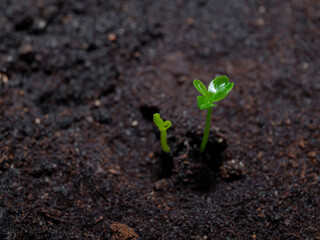 macro of young green plant