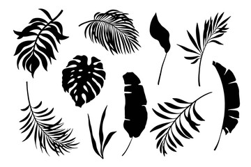 Fototapeta na wymiar Set of exotic leaves. Palm leaves silhouette. Isolated on white backgrpund. vector element set.