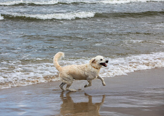 Golden retriever plays in the water on the beach
