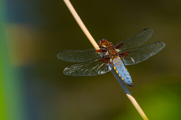 Plattbauchlibelle