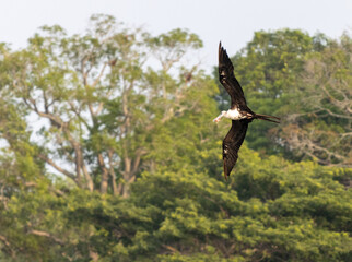 Volando fragatas negras con árboles en el fondo
