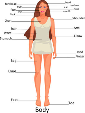 Diagram of the human body parts on the girl. Educational infographic chart for kids, science or language learning. Labels on individual layers. Isolated on a white background.