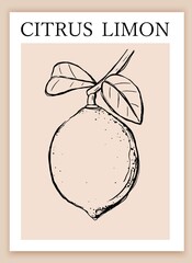 Hand drawn lemon . Sketch, line art style. Contemporary wall art, stll life, packaging concet.