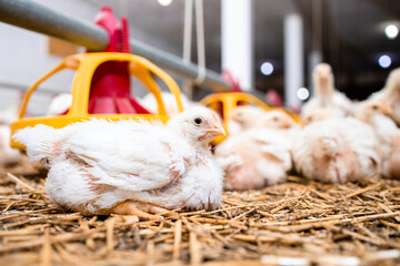 Close up view of fast growing chicken at modern poultry farm.