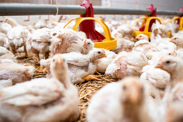 Group of fast growing chickens and automated feeding system at modern poultry farm. © littlewolf1989