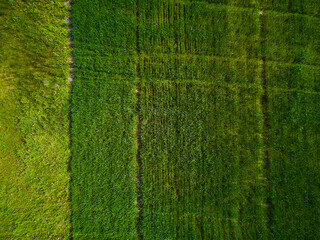 aerial photo of green field