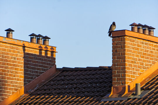 Bird on chimney