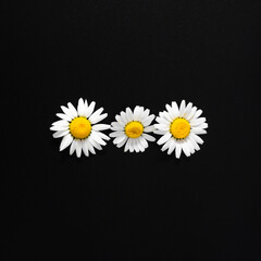 Chamomile flowers on black background. Flat lay, top view, copy space