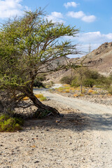 Leaned Acacia tree by the Copper Hike trail, winding gravel dirt road through Wadi Ghargur riverbed and rocky limestone Hajar Mountains in Hatta, United Arab Emirates.