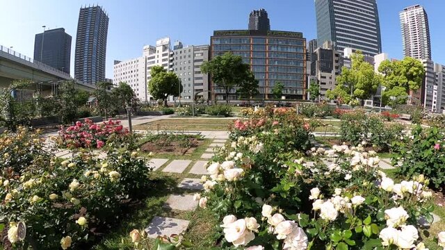 大阪　中之島バラ園