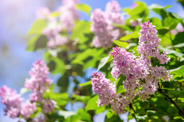 Obraz premium Pink lilac blooms in the Botanical garden 