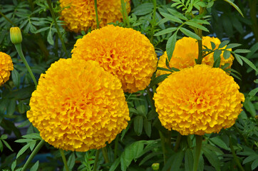 Beautiful yellow marigold flowers close up