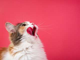 Portrait of bright cat lick oneself on pink background