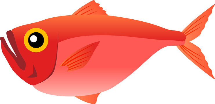 7 件の最適な 金目鯛 画像 ストック写真 ベクター Adobe Stock