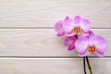 A branch of purple orchids on a white wooden background
