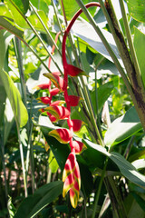 Heliconia lobster claw is also called parrot flower. Widely cultivated in Florida, South East Asia and Gambia. Medicinal plant for Intestinal pain, Jaundice and in high blood pressure.