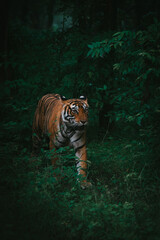 Vertical shot of a beautiful Bengal tiger walking in the lush green forest © Atharva Shrivastava/Wirestock