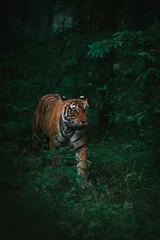 Gordijnen Vertical shot of a beautiful Bengal tiger walking in the lush green forest © Atharva Shrivastava/Wirestock