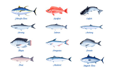 Commercial fish species set. Vector illustration cartoon flat icon collection isolated on white background.