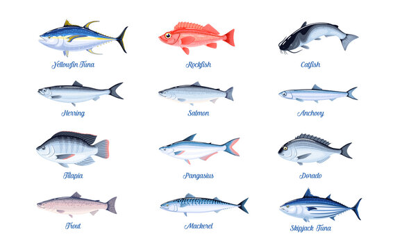 Fish Species