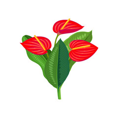 Anthurium, flowers and leaves. Vector illustration cartoon flat icon isolated on white background.