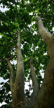 vida, esperanza, felicidad, sue&ntilde;os, libertad, estabilidad, sano, frondoso, &aacute;rbol, recuerdos, infancia, volver, esperar, confianza, hojas, rendirse, fondo escritorio, raiz, estable, frescor, publi